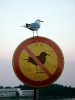 banned bird.jpg