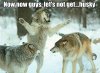 now-now-guys-lets-not-get-husky-wolves.jpg