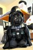Darth-Vader-Pug.jpg