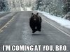 funny-bear-hovering-coming-at-you-bro.jpeg