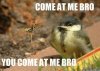 Angry-Hornet-Wasp-Bird-Come-at-me-Bro-Funny-meme.jpeg