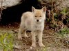 YS07 coyote pup 192_9243.jpg