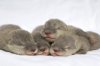 SeaWorld-Orlando-s-Newborn-Otters-in-Good-Hands-otters-5274069-2560-1700.jpg