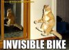 funny cat pictures with captions (13).jpg