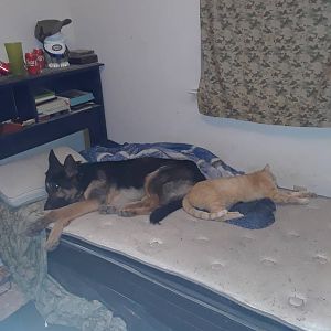 cat_and_dog_sleeping_together_by_hetaliadenmark_dcispuq-pre.jpg