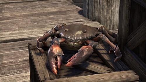 Never Fall in Love With a Mudcrab